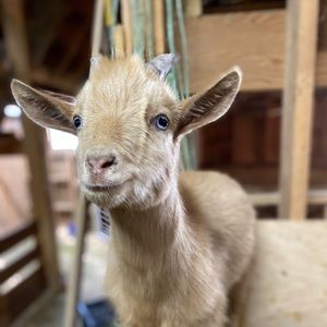 Meet your Posher, Katya